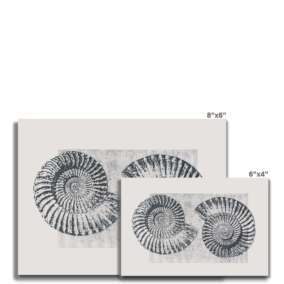 Fossil- Ammonites Grey Fine Art Print