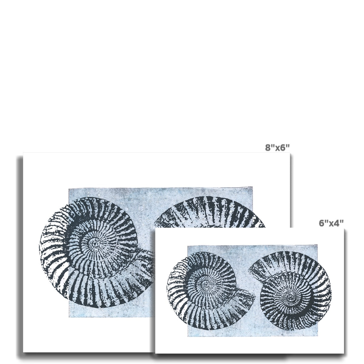 Fossil- Ammonites Blue Fine Art Print