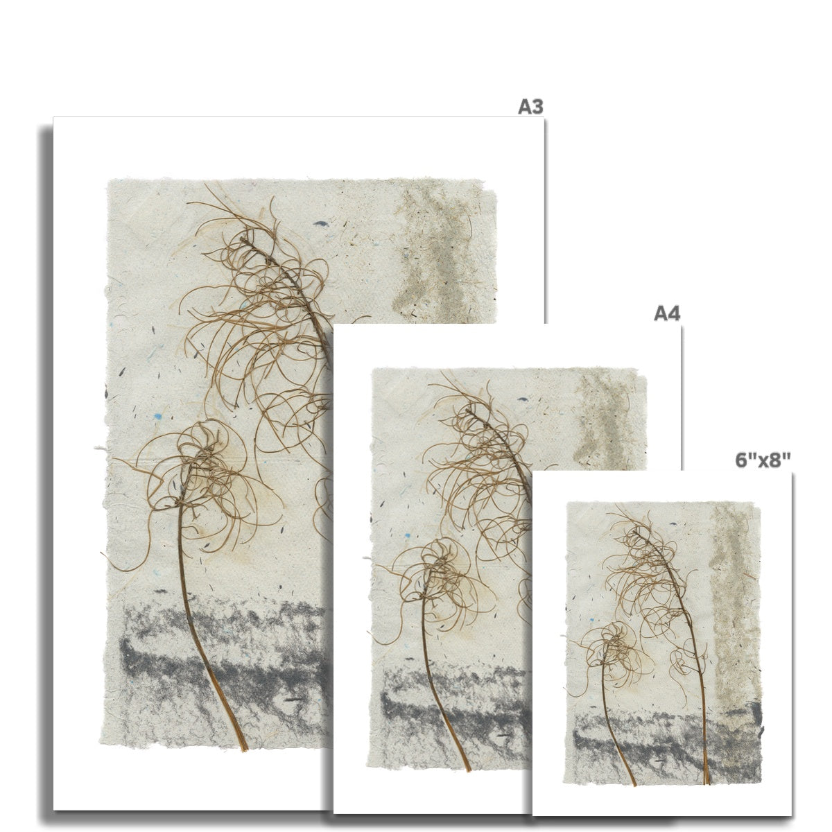 Botanical- Rosebay Willow Herb Fine Art Print