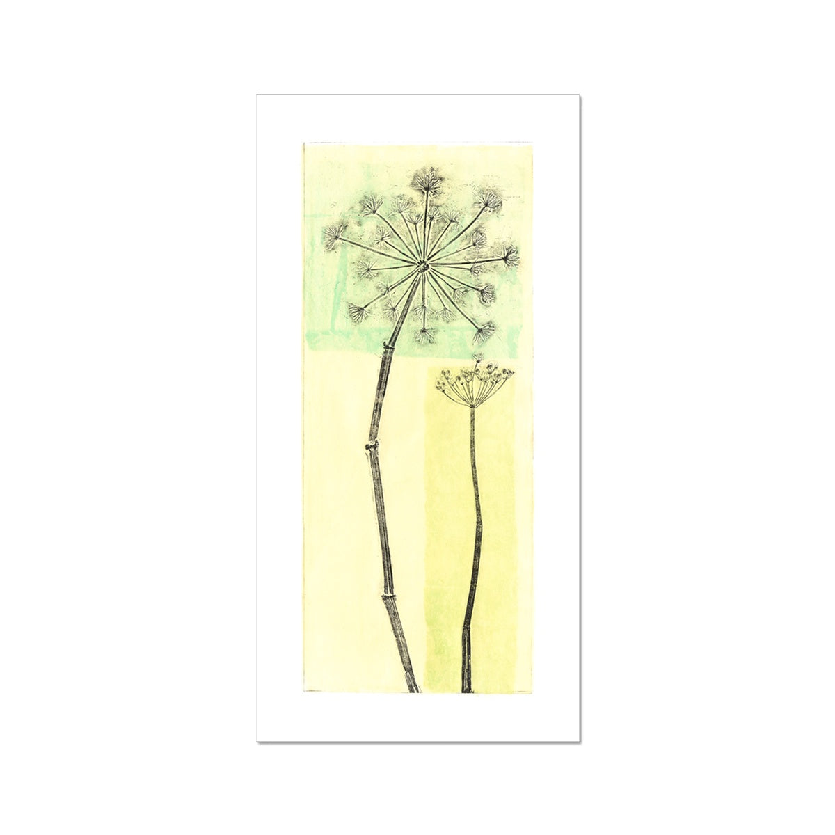 Botanical- Cow Parsley Fine Art Print