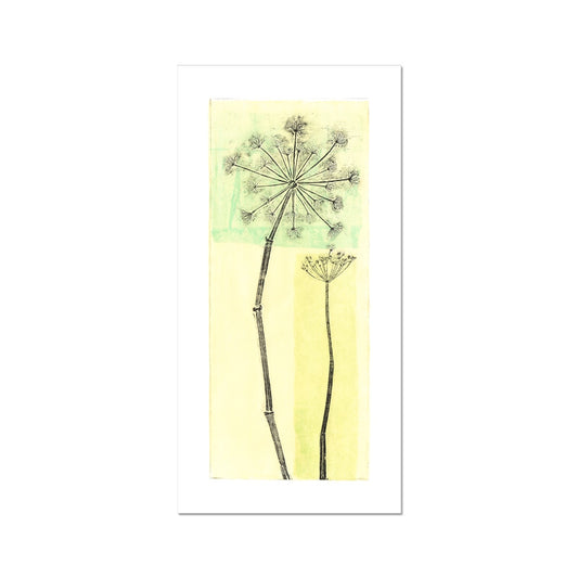 Botanical- Cow Parsley Fine Art Print