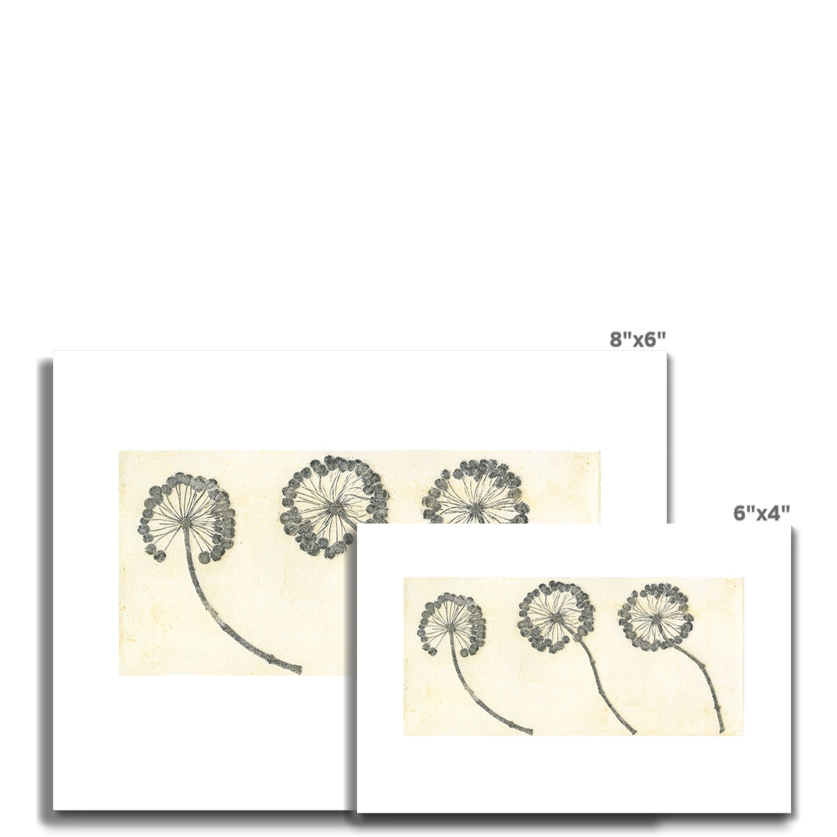 Botanical- Three Flowering Ivy Fine Art Print