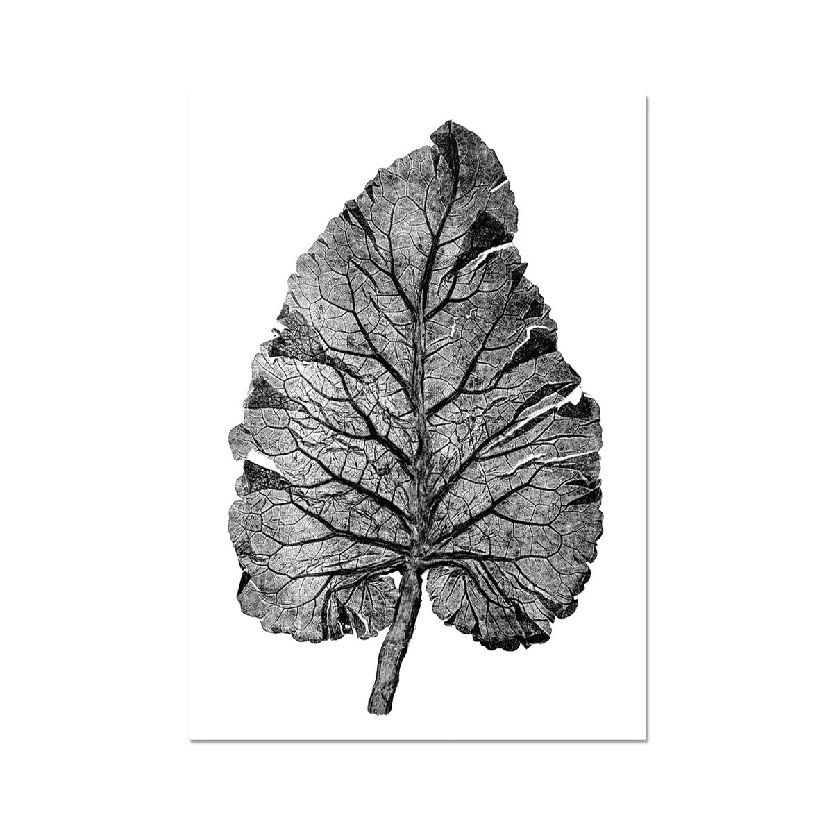 Burdock White Fine Art Print