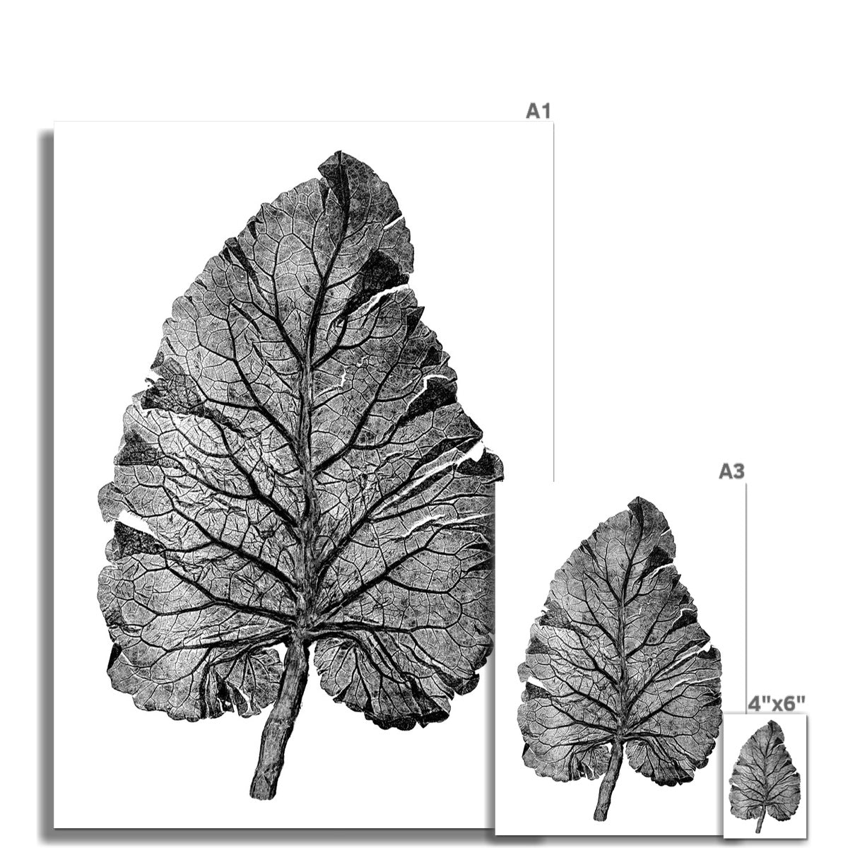 Burdock White Fine Art Print