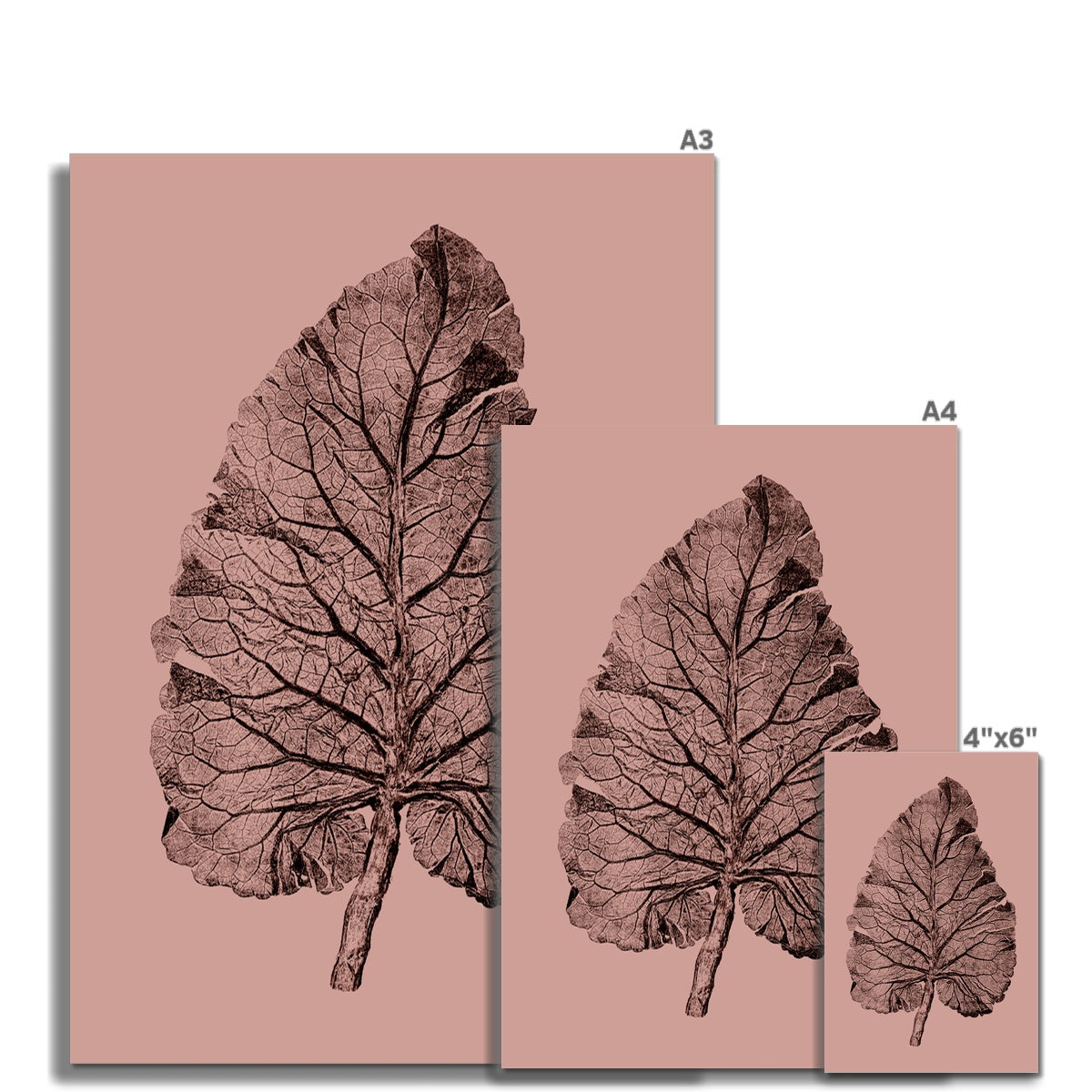 Burdock Leaf Pink Fine Art Print