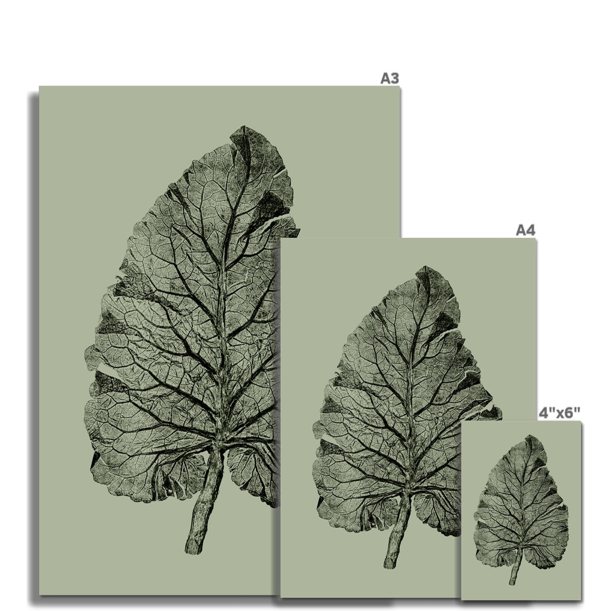 Burdock Green Fine Art Print