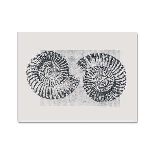 Fossil- Ammonites Grey Fine Art Print